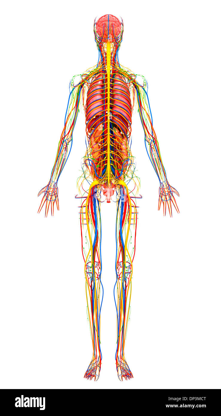 Anatomia femminile, artwork Foto Stock
