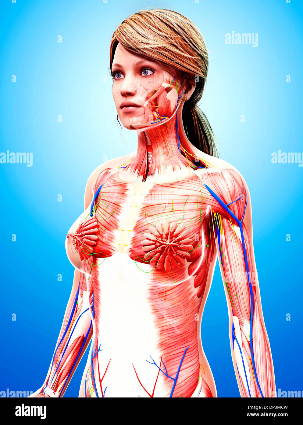 Anatomia femminile, artwork Foto Stock