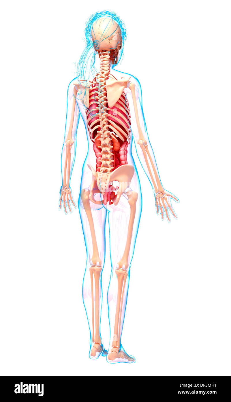 Anatomia femminile, artwork Foto Stock