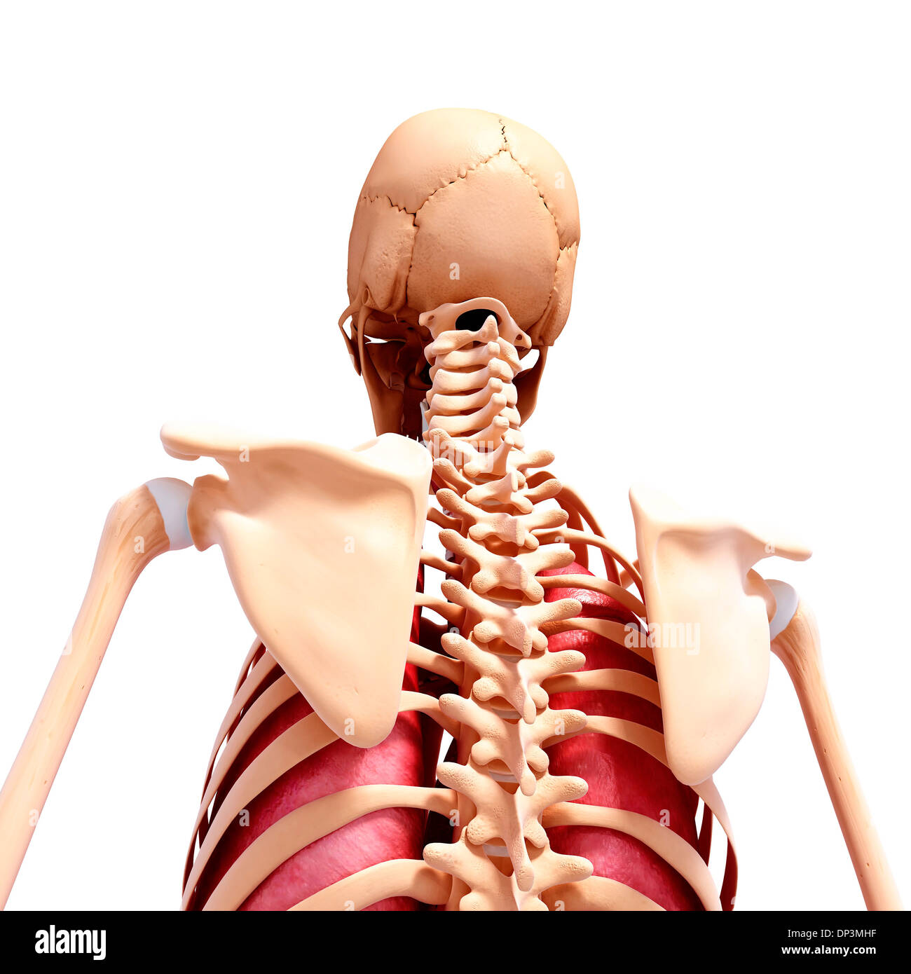 Anatomia Umana, artwork Foto Stock