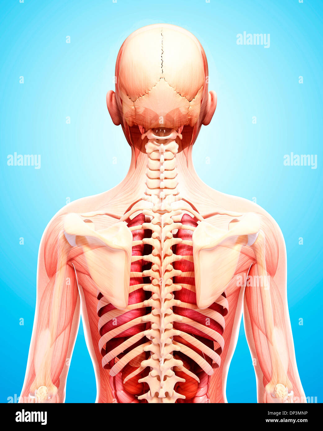 Anatomia Umana, artwork Foto Stock