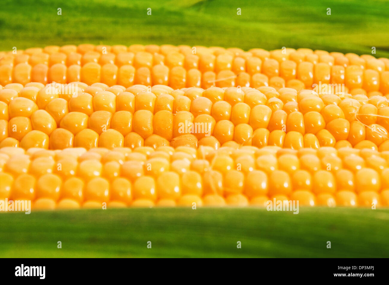 Dolce giallo pannocchia con messa a fuoco selettiva e profondità di campo, cibo sano immagine. Foto Stock