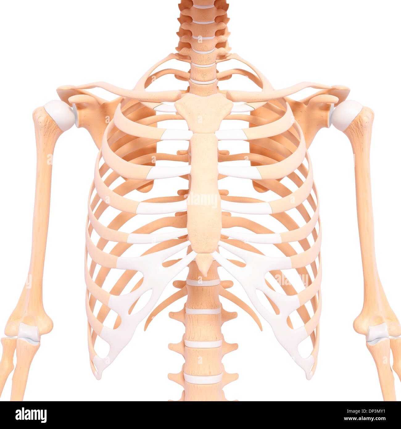 Scheletro umano, artwork Foto Stock