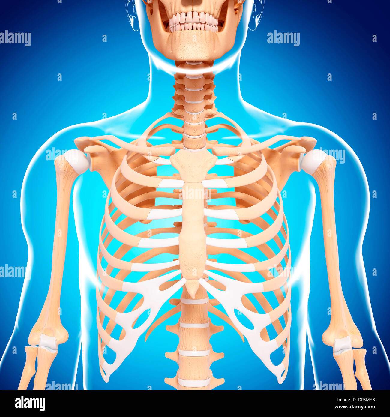 Scheletro umano, artwork Foto Stock