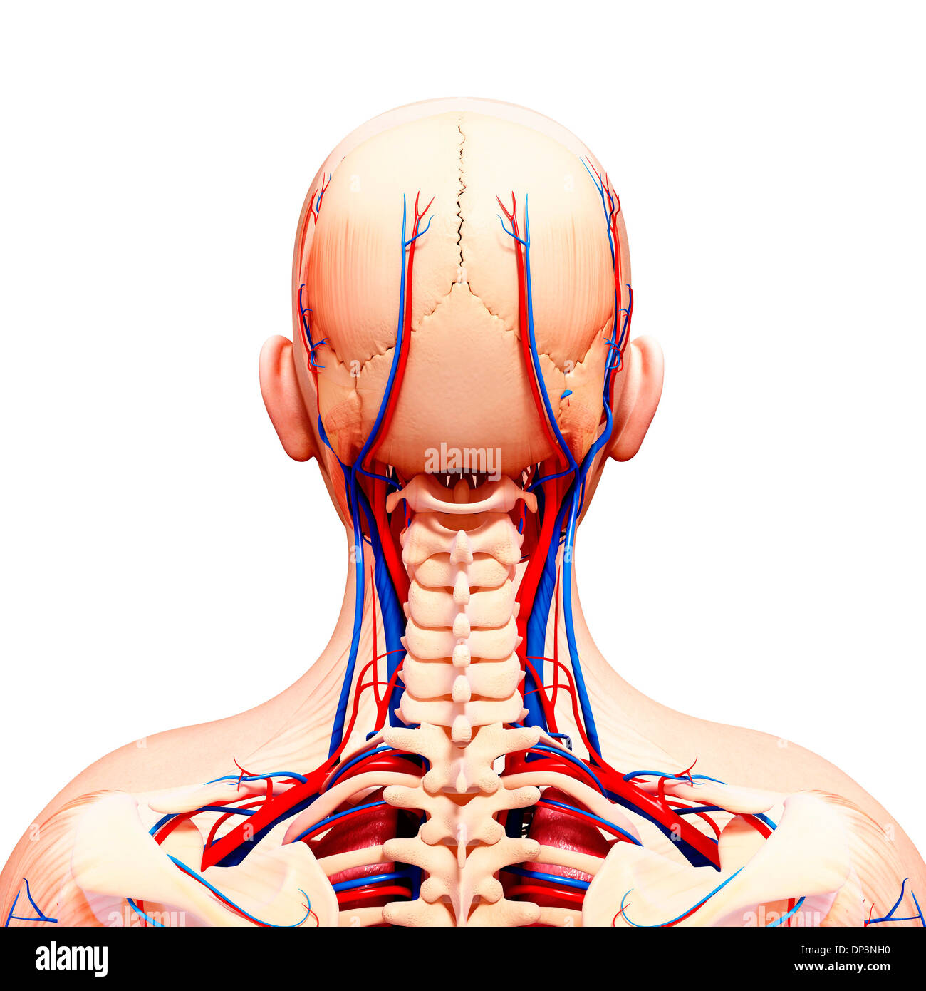 Anatomia Umana, artwork Foto Stock