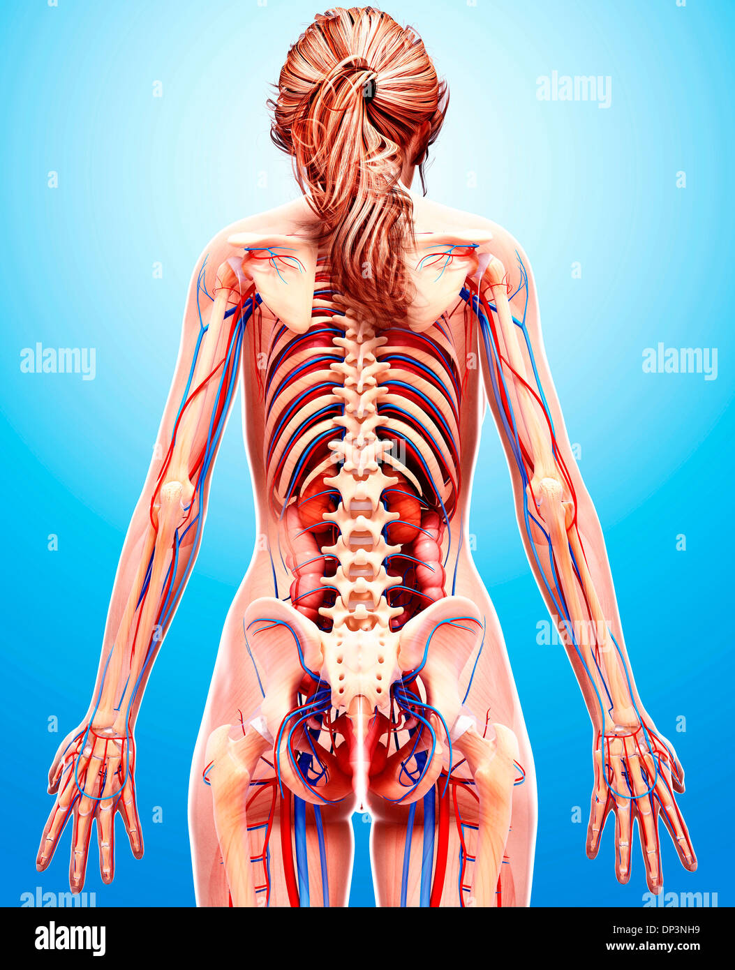 Anatomia femminile, artwork Foto Stock