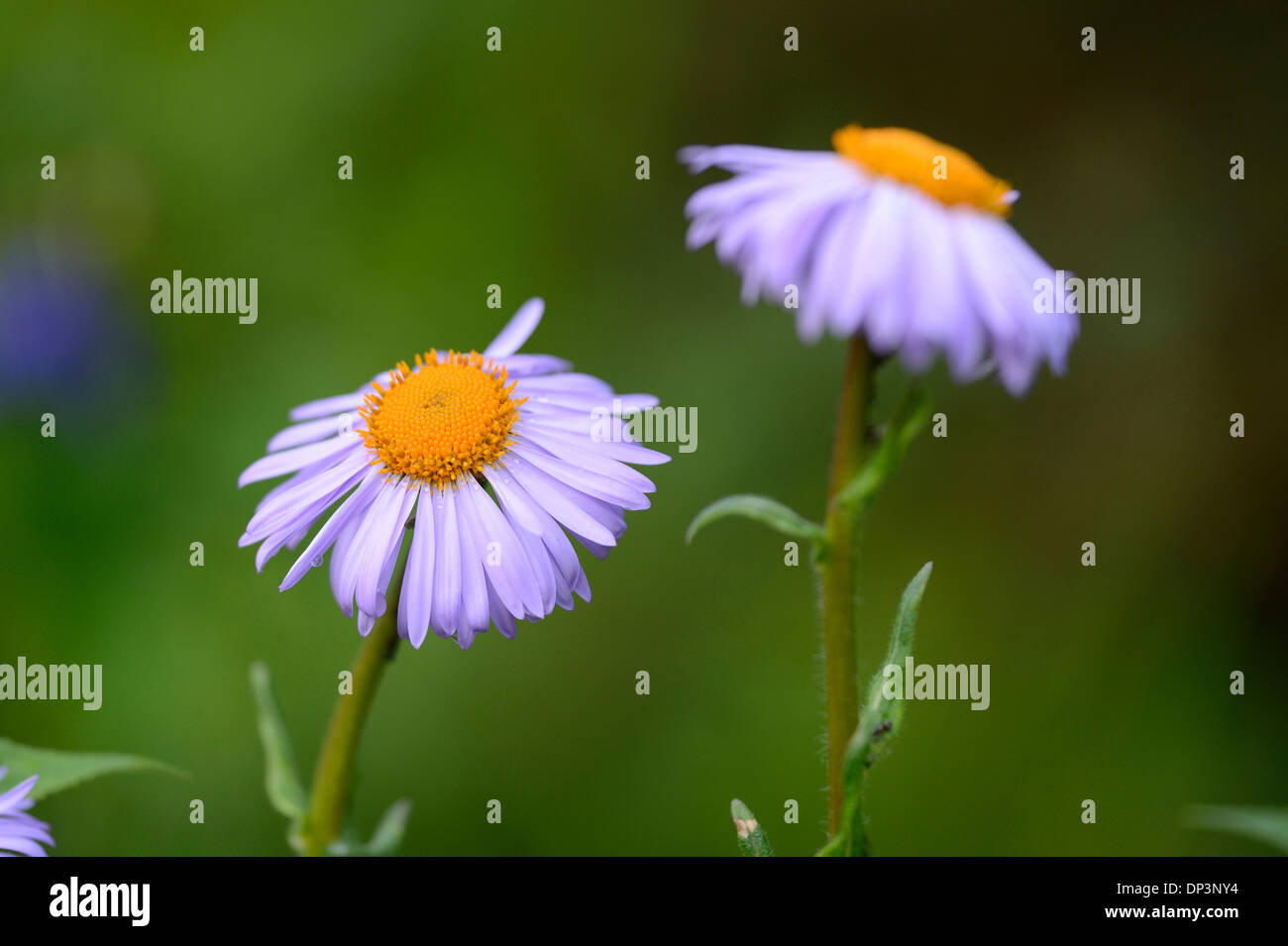 Close-up di unione Michaelmas Daisy (Aster amellus) fiore in giardino in primavera, Baviera, Germania Foto Stock