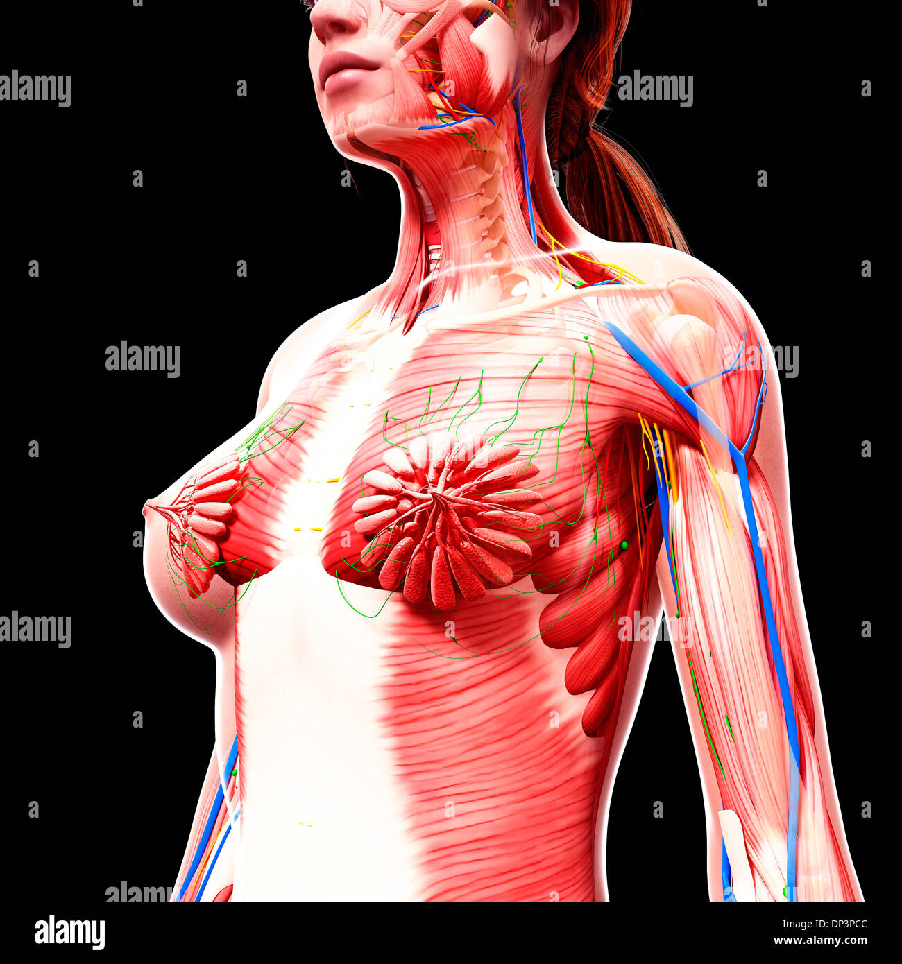 Anatomia femminile, artwork Foto Stock