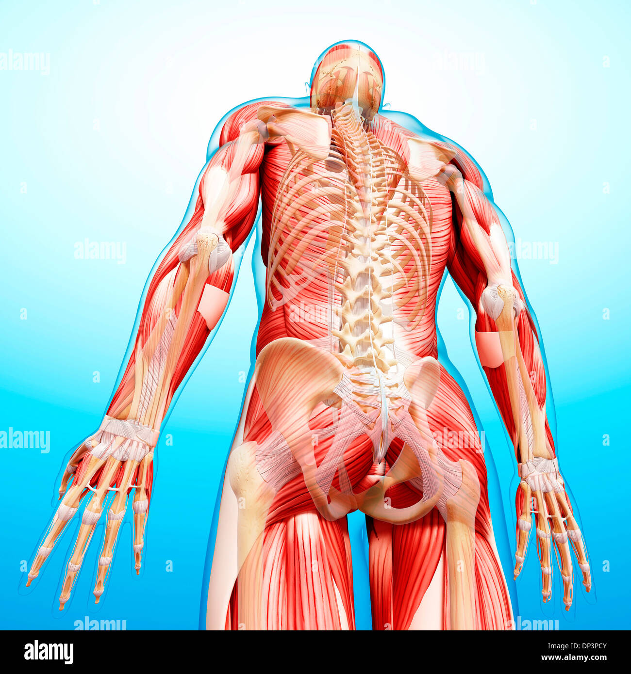 Anatomia maschile, artwork Foto Stock