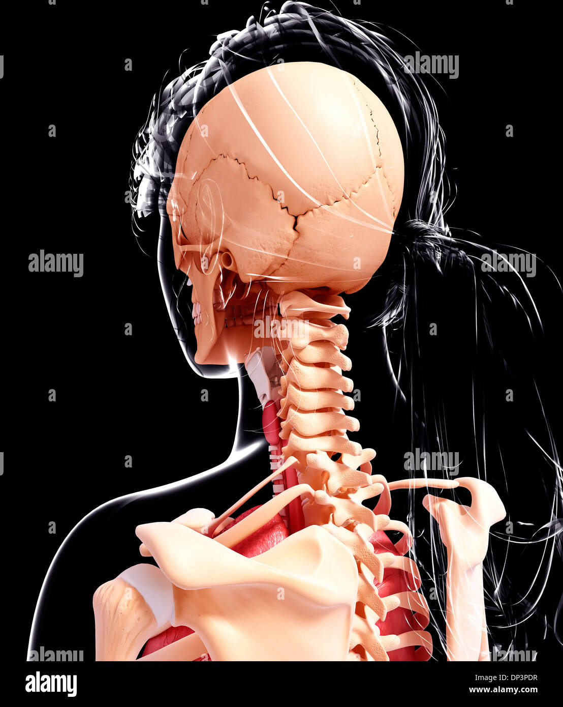 Anatomia femminile, artwork Foto Stock