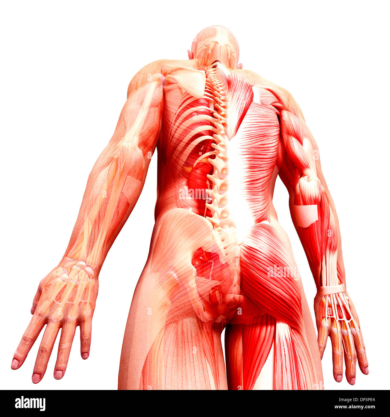 Anatomia maschile, artwork Foto Stock