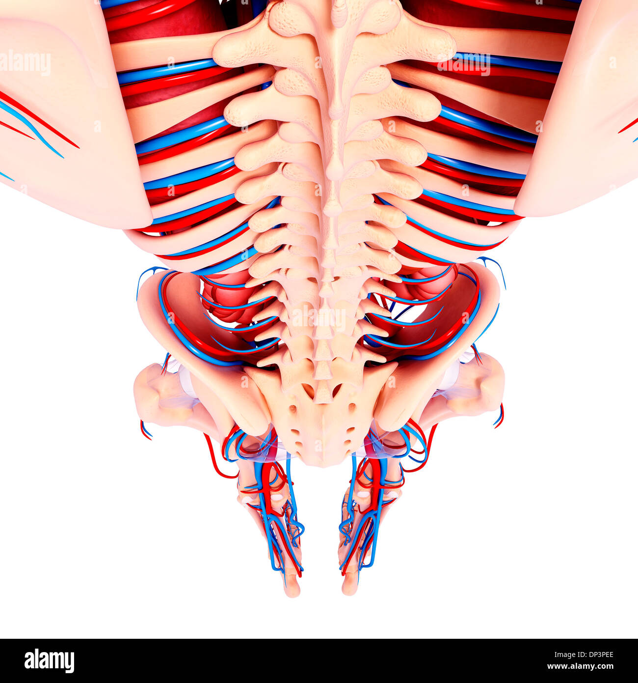 Anatomia Umana, artwork Foto Stock