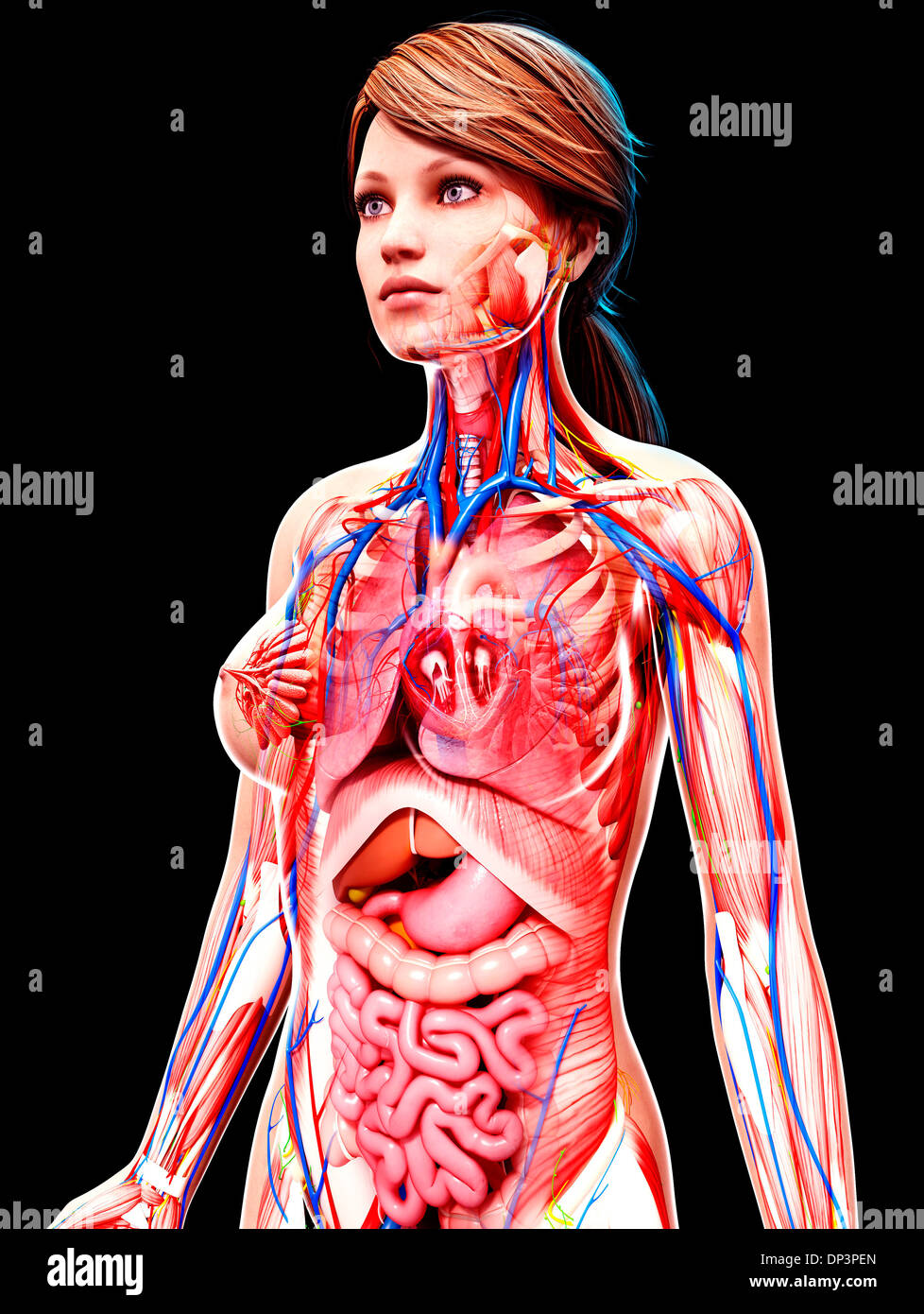 Anatomia femminile, artwork Foto Stock