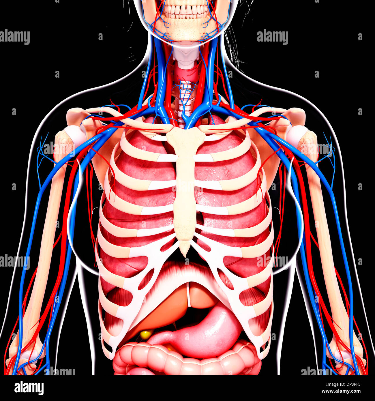 Anatomia femminile, artwork Foto Stock