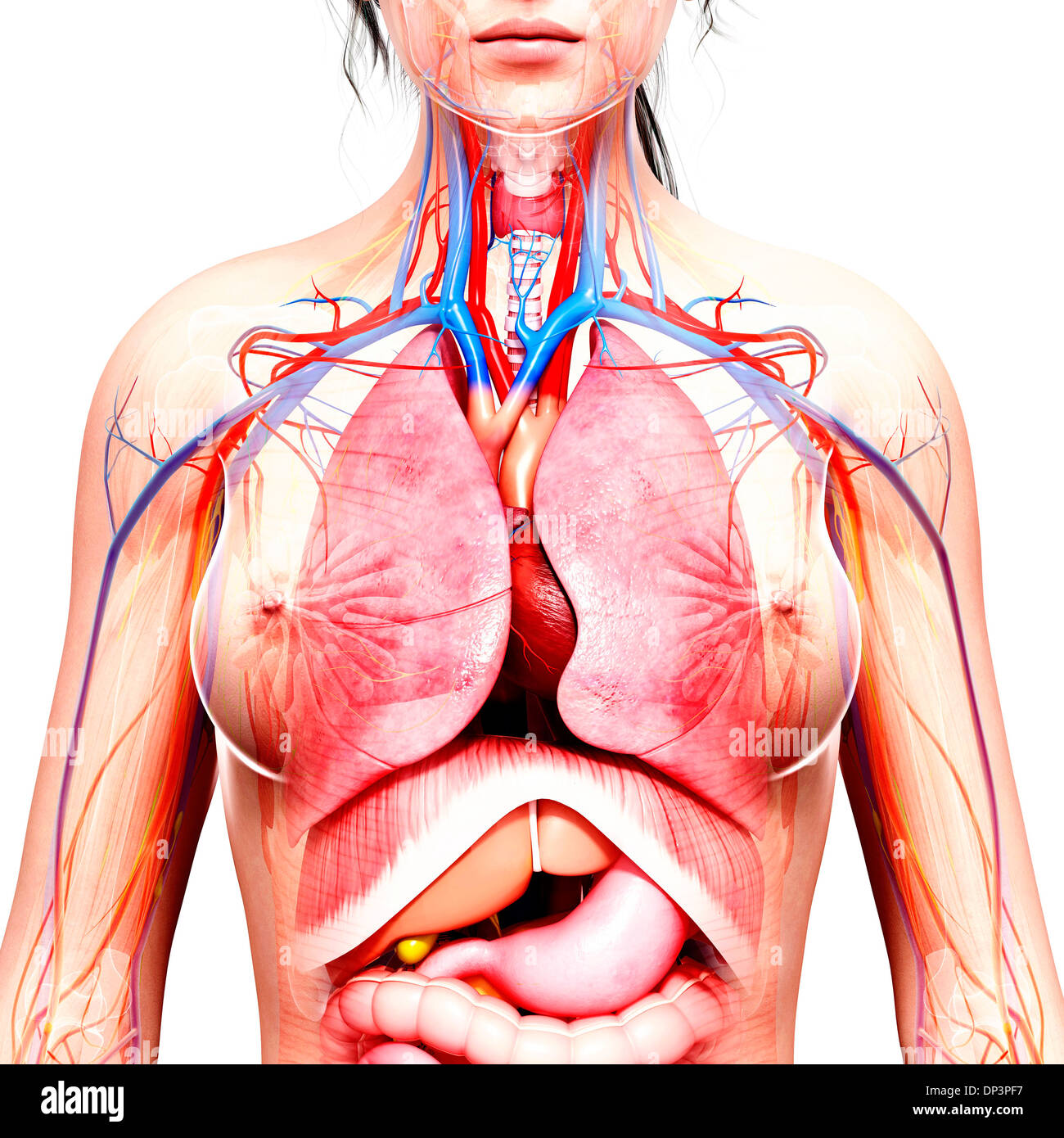 Anatomia femminile, artwork Foto Stock