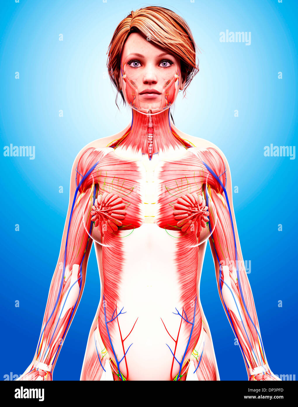 Anatomia femminile, artwork Foto Stock