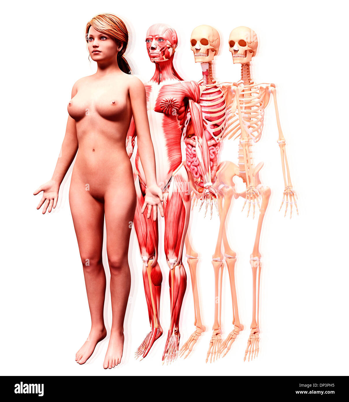 Anatomia femminile, artwork Foto Stock