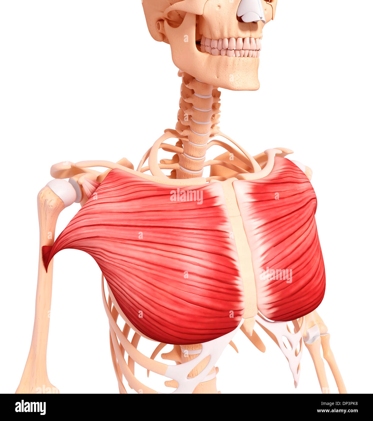 Muscolatura umana, artwork Foto Stock