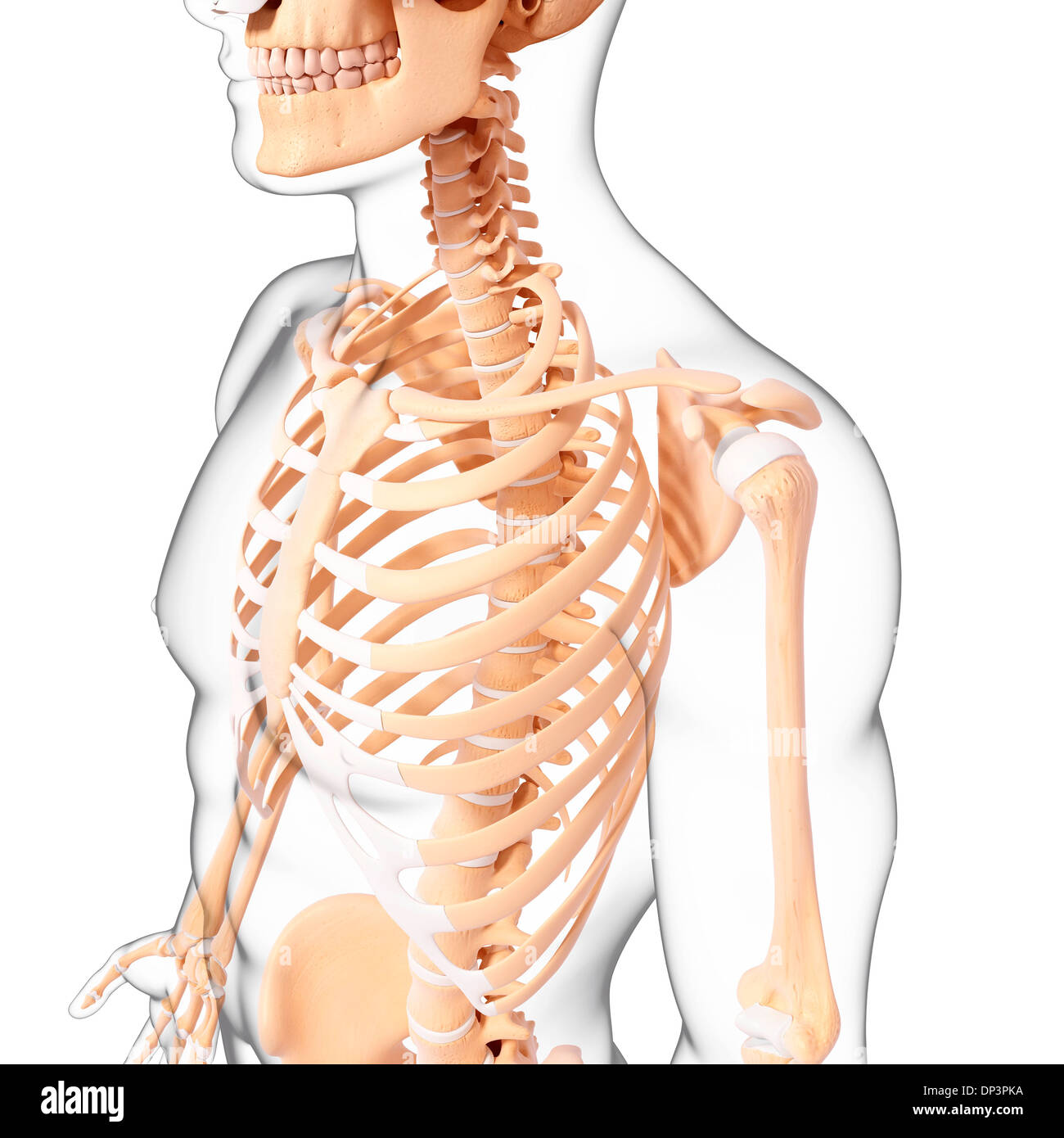 Scheletro umano, artwork Foto Stock