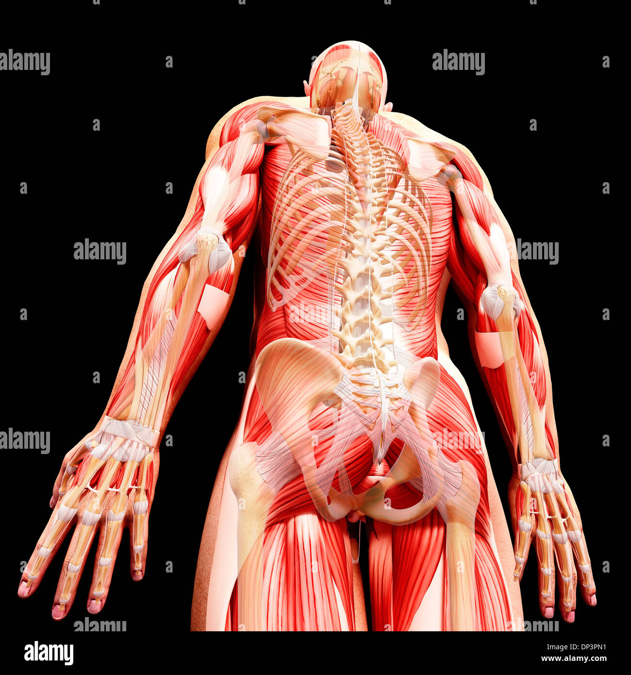 Anatomia maschile, artwork Foto Stock