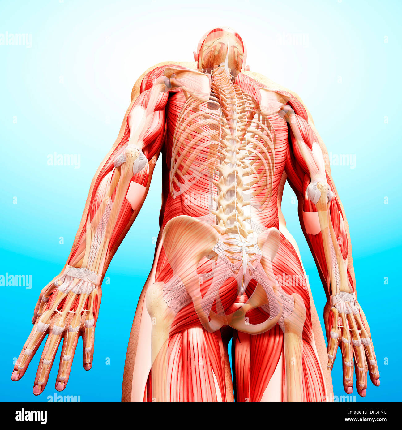 Anatomia maschile, artwork Foto Stock