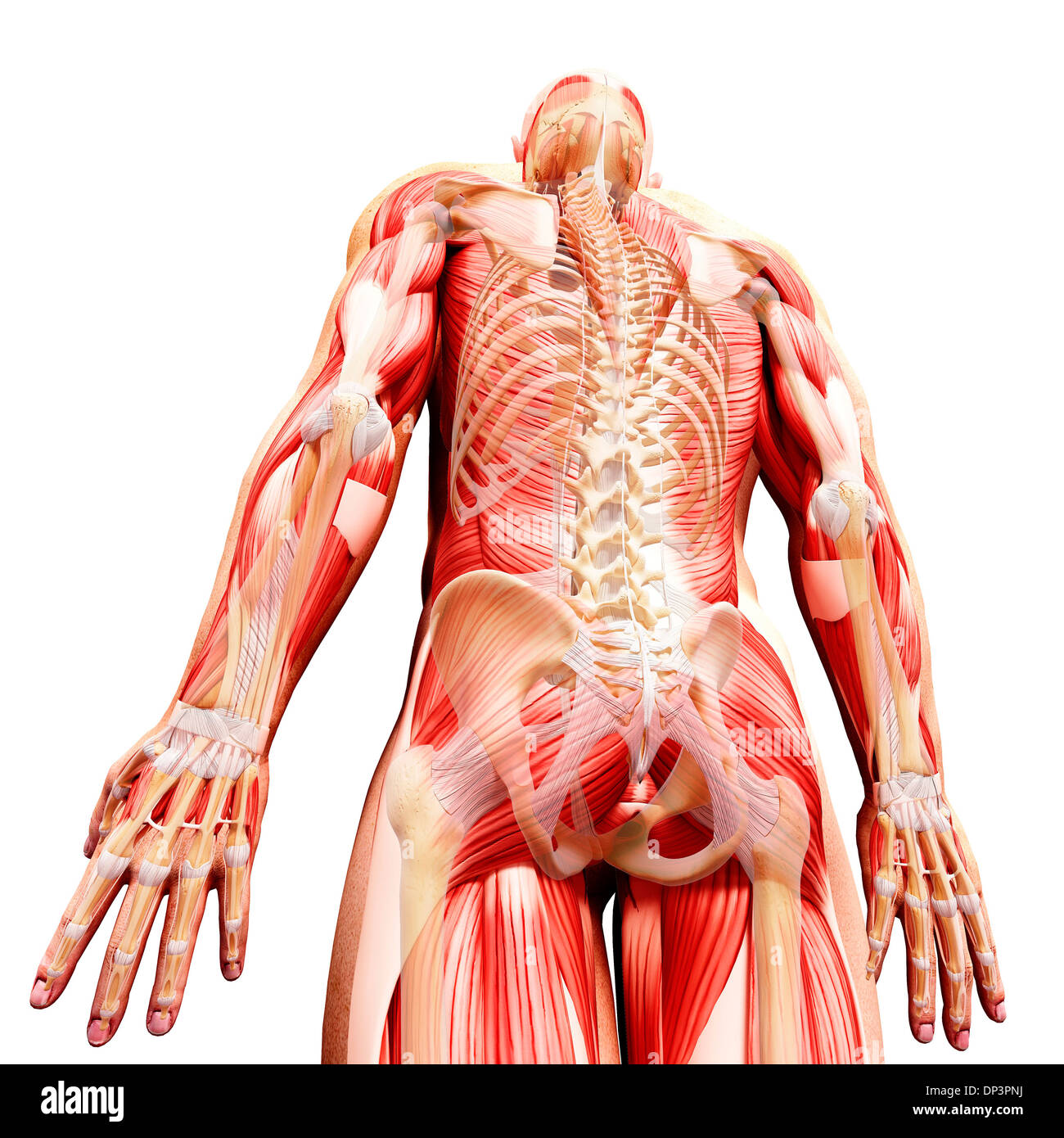 Anatomia maschile, artwork Foto Stock