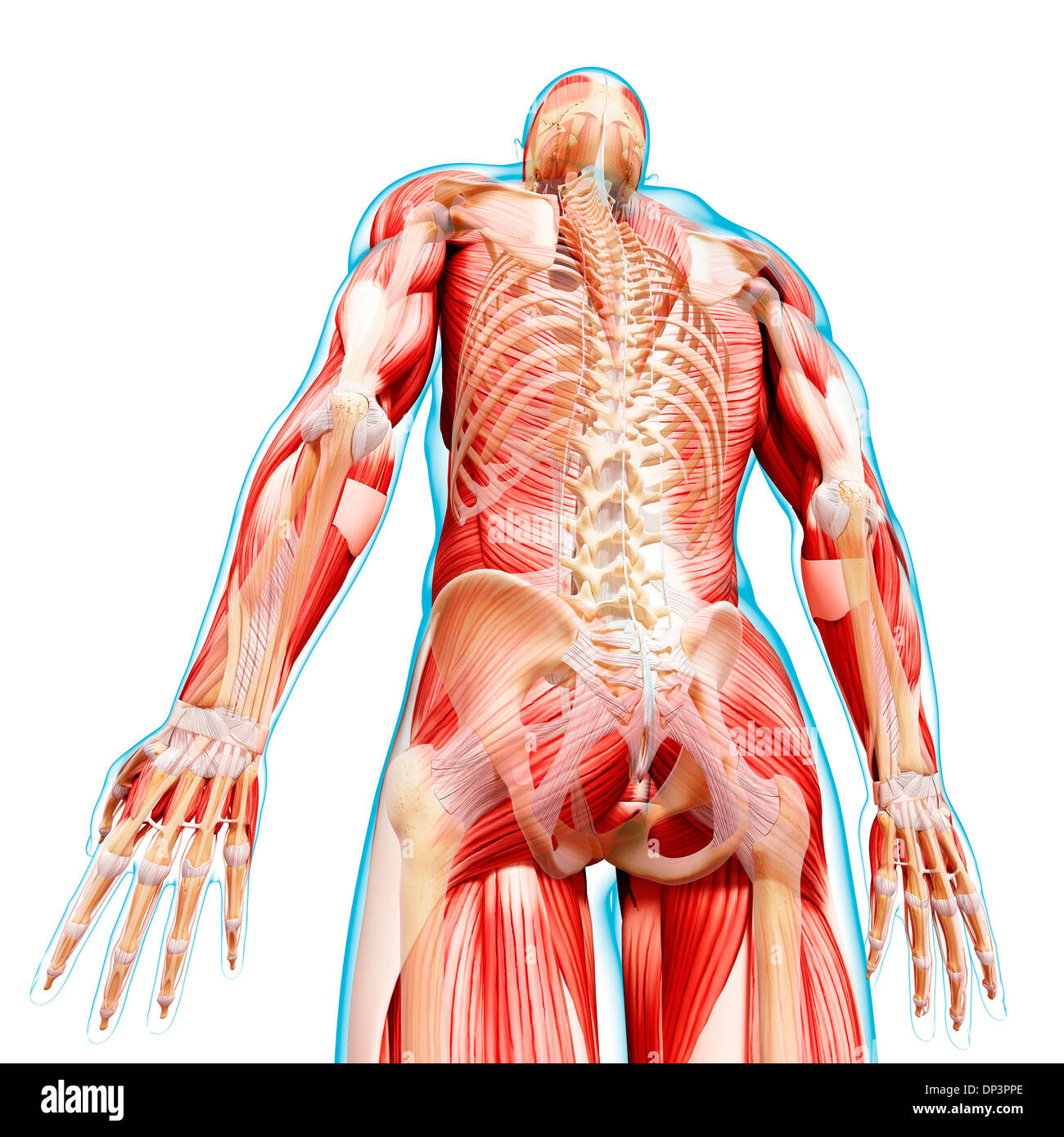 Anatomia maschile, artwork Foto Stock