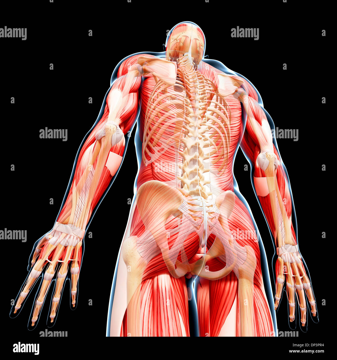 Anatomia maschile, artwork Foto Stock