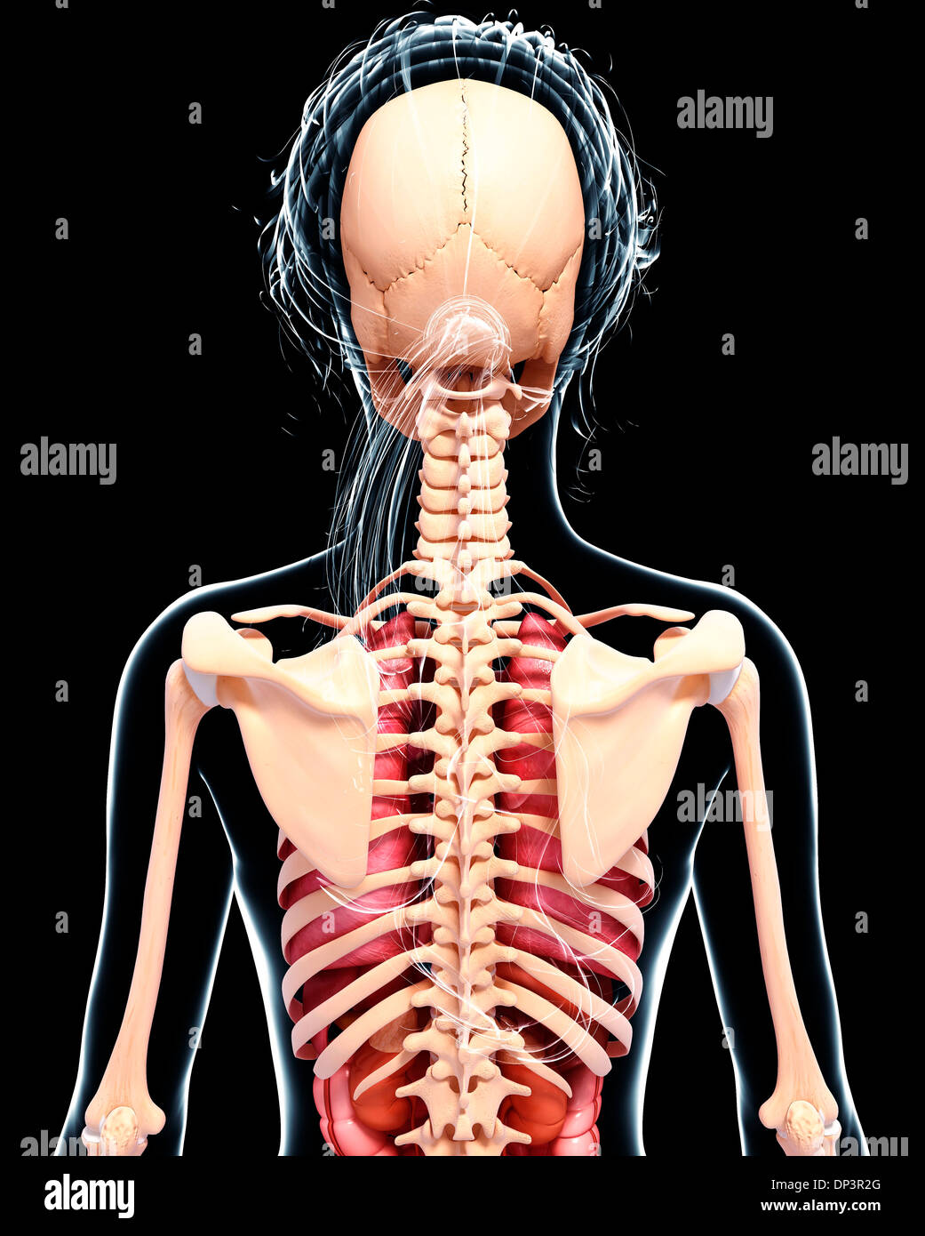 Anatomia femminile, artwork Foto Stock
