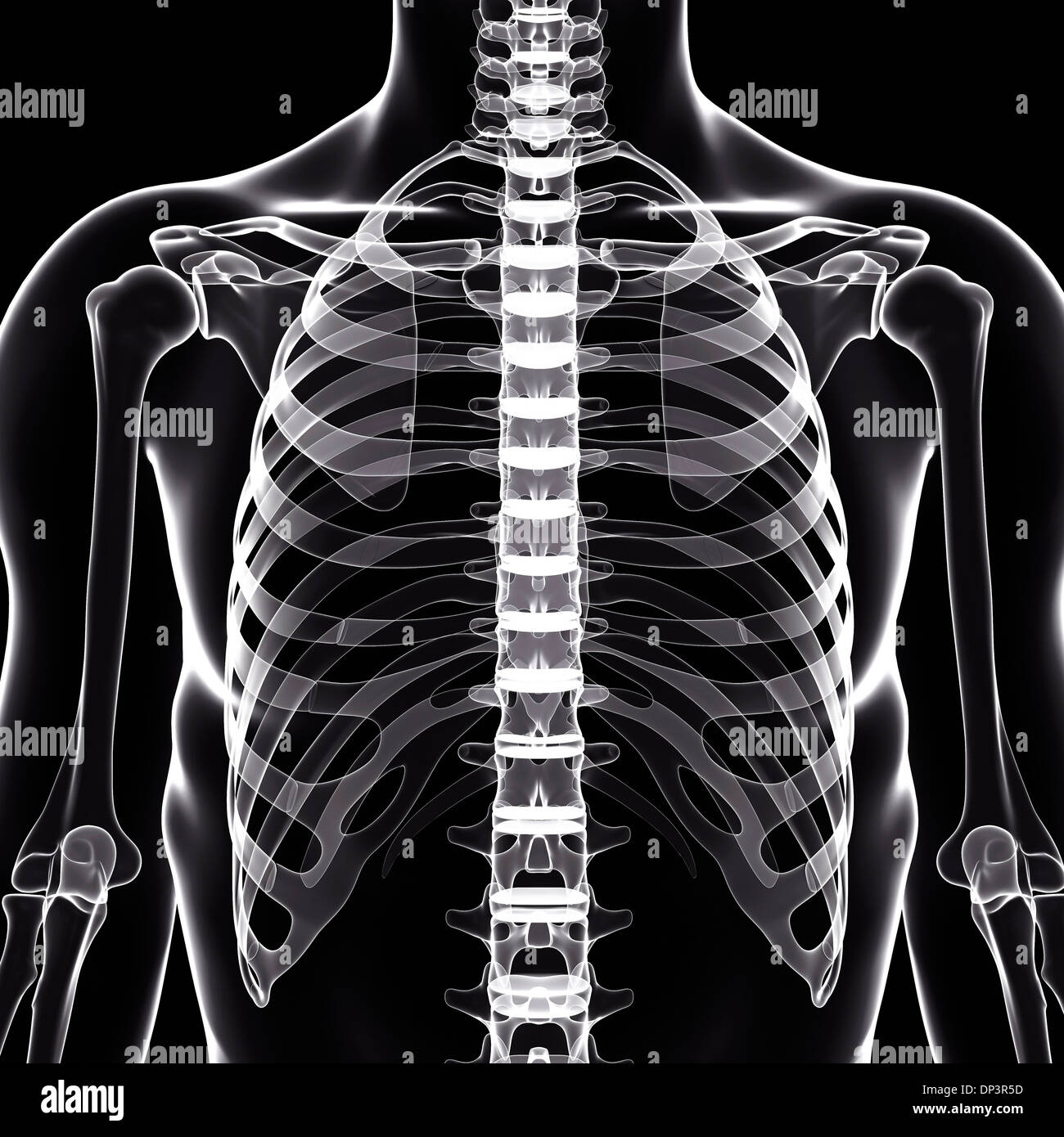 Scheletro umano, artwork Foto Stock