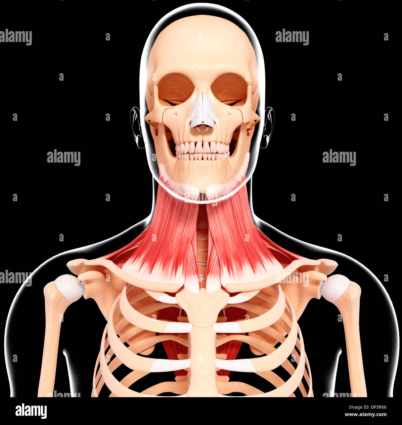 Umano muscolatura del collo, artwork Foto Stock