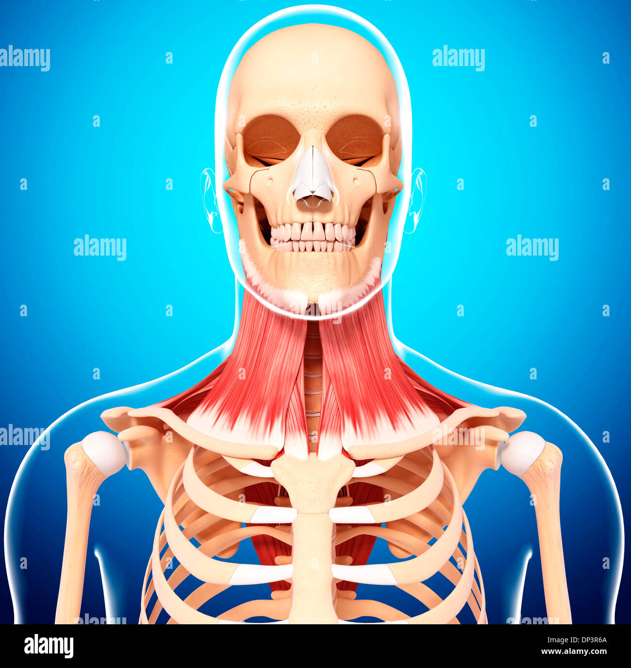 Umano muscolatura del collo, artwork Foto Stock