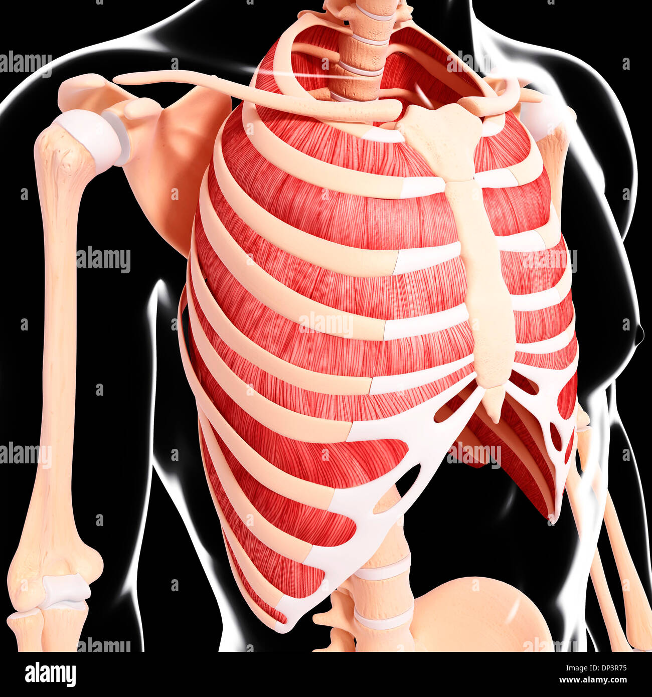 Muscolatura umana, artwork Foto Stock