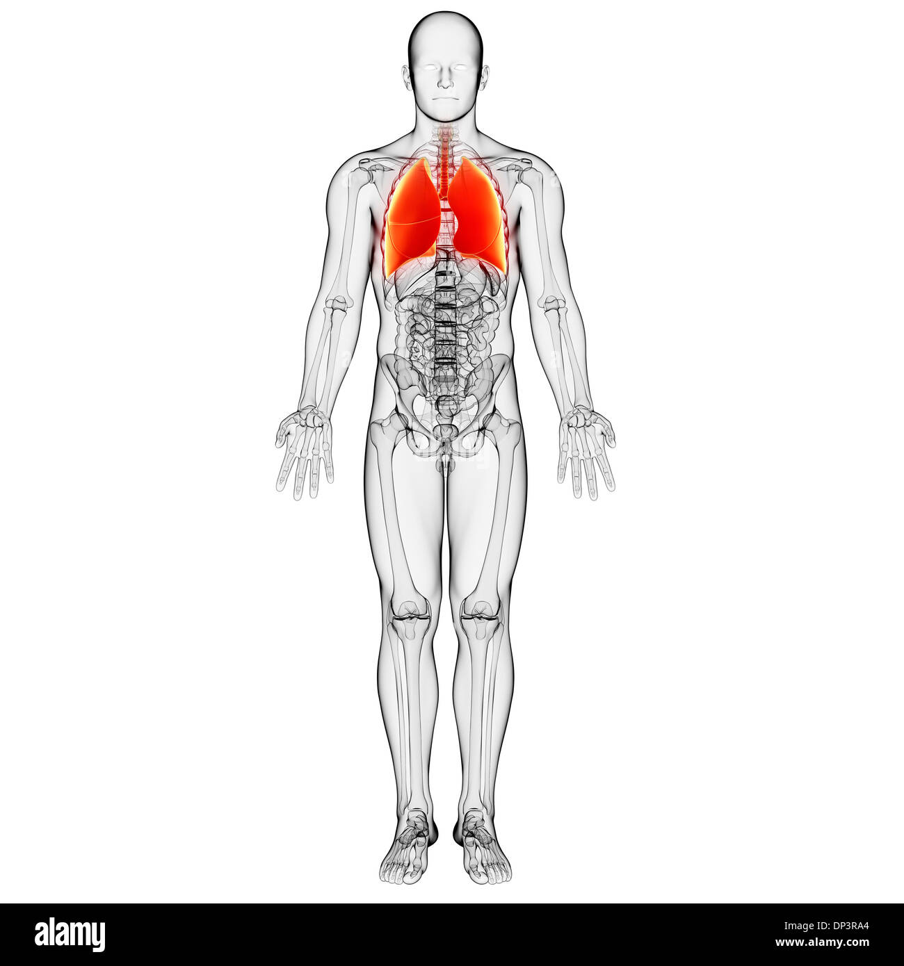 Anatomia maschile, artwork Foto Stock