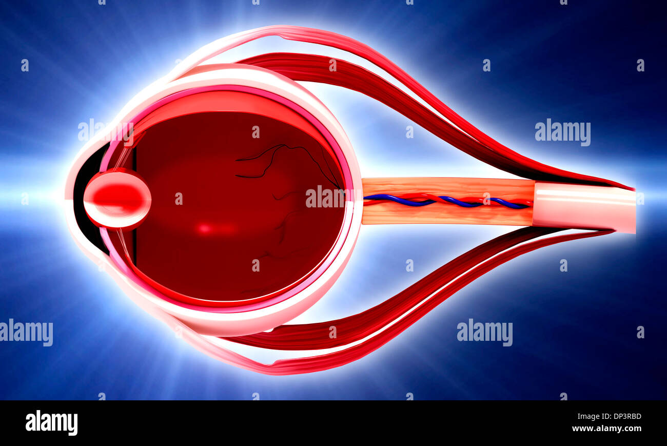 Occhio umano anatomia, artwork Foto Stock