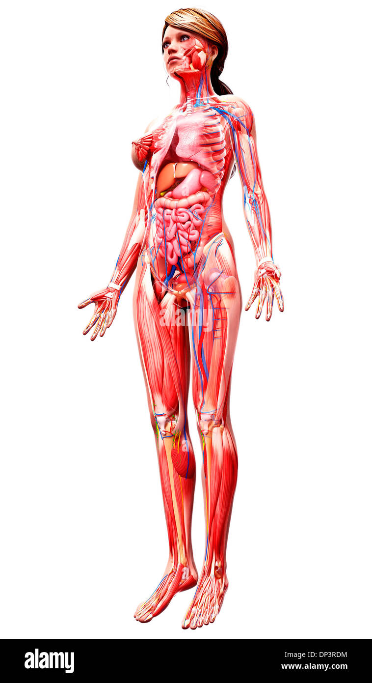 Anatomia femminile, artwork Foto Stock