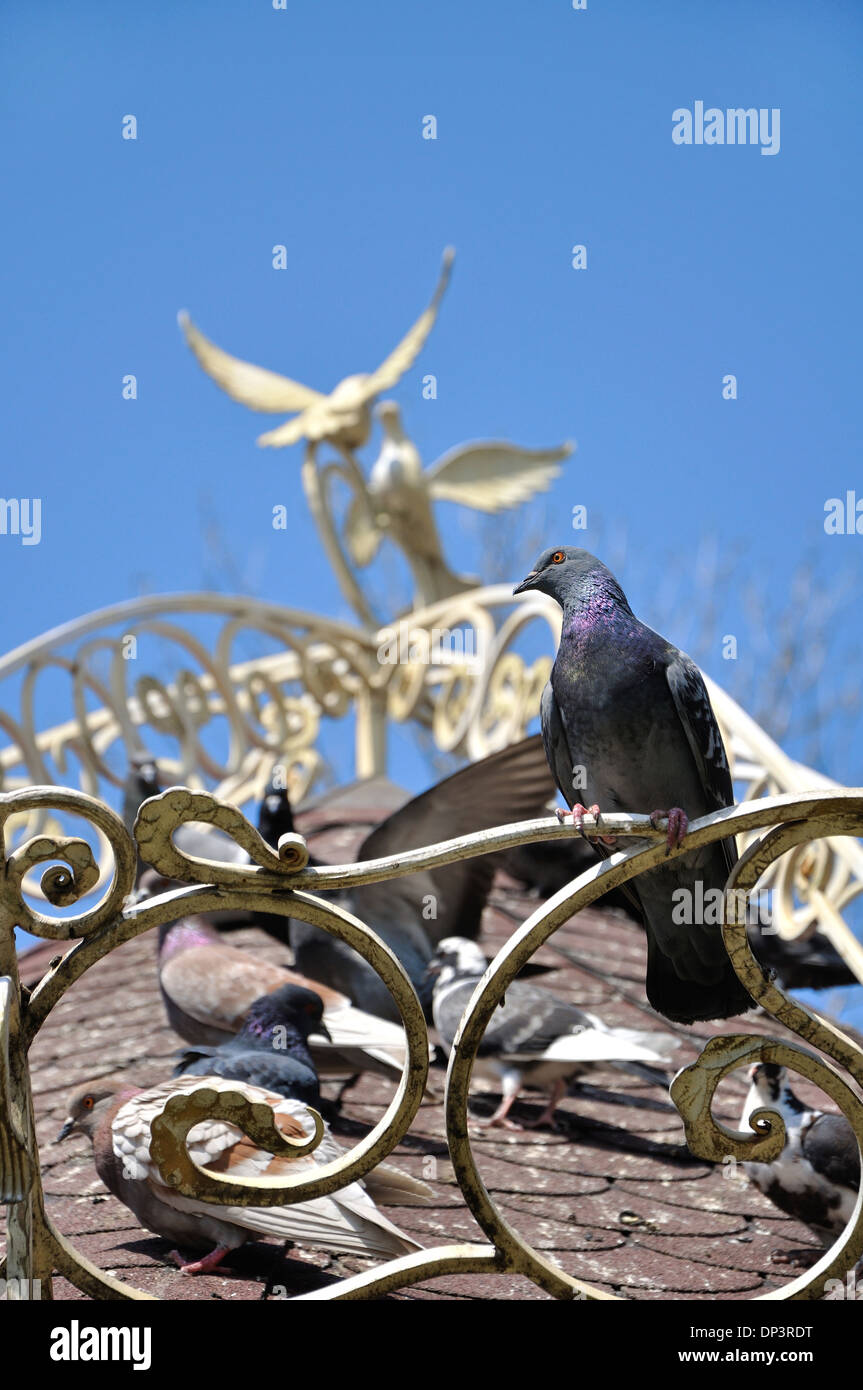 Colore blu-grigio colomba posti a sedere sulla recinzione di fucinatura nella parte anteriore della coppia di uccelli di forgiatura Foto Stock