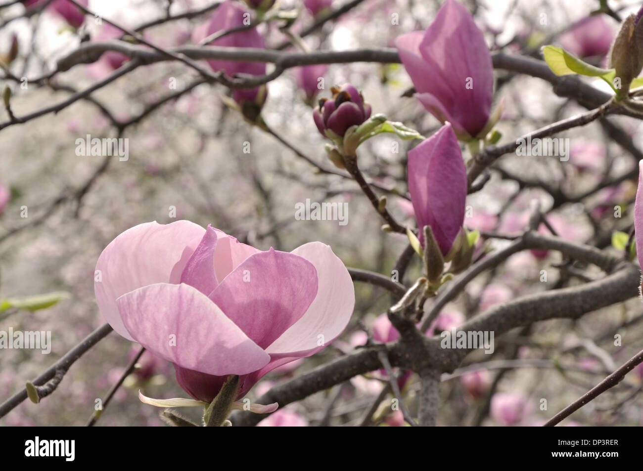 Big Pink Magnolia fiore sul ramo Foto Stock