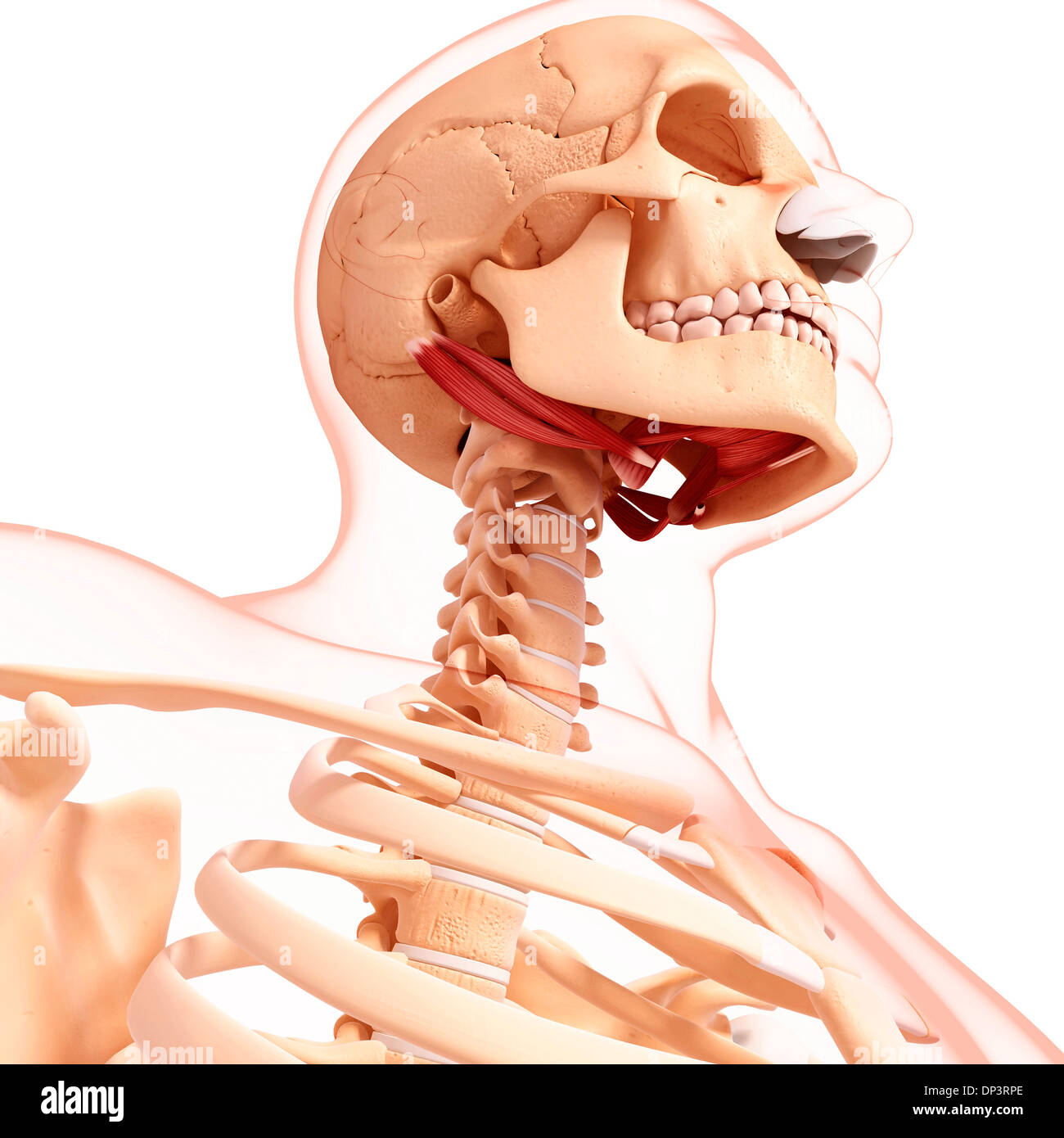 Muscolo miloioideo immagini e fotografie stock ad alta risoluzione Alamy