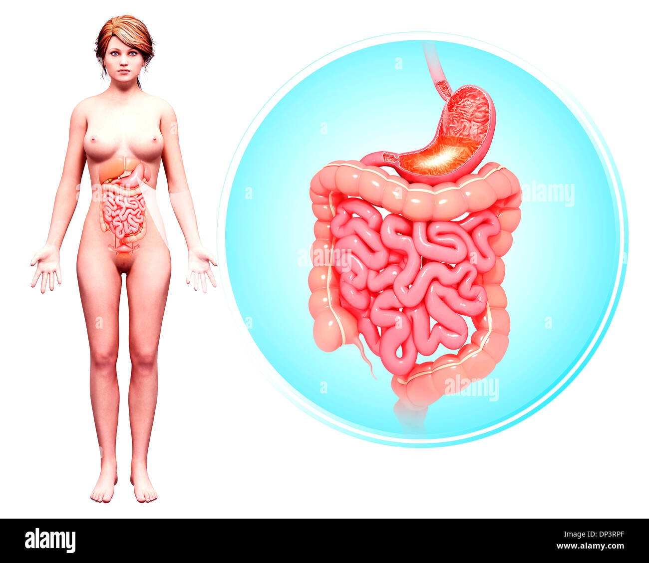 Apparato digestivo umano, artwork Foto Stock