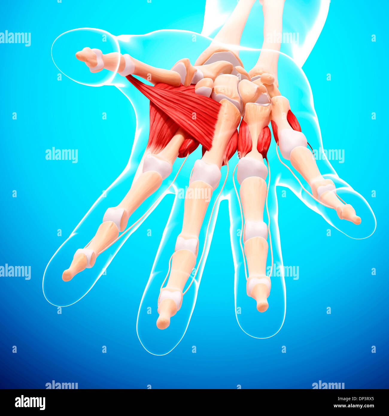 Mano umana la muscolatura, artwork Foto Stock