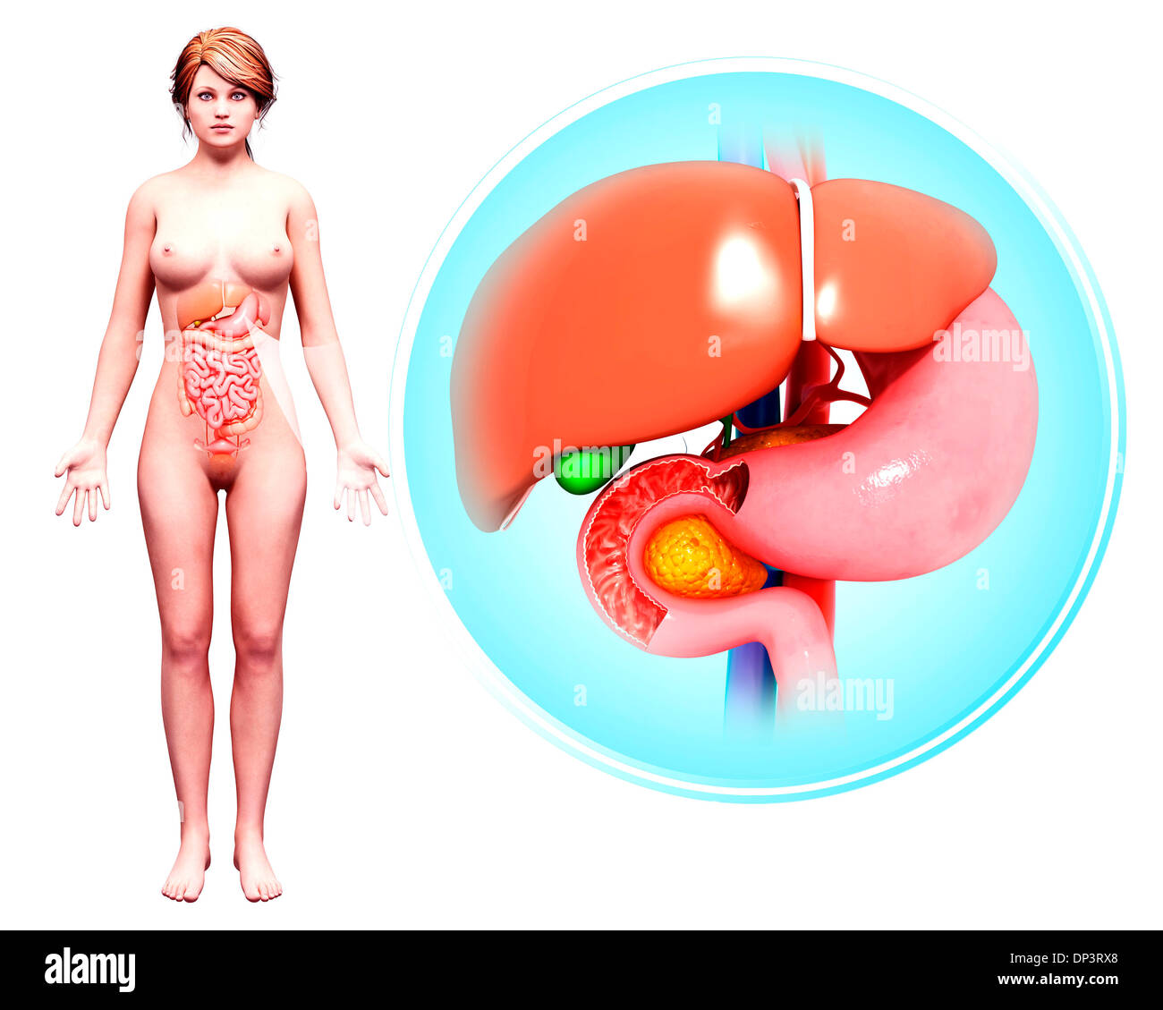 Apparato digestivo umano, artwork Foto Stock