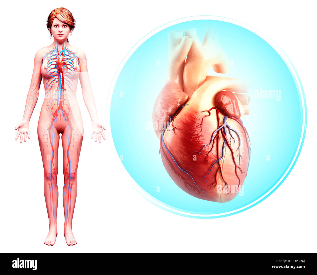 Cuore umano anatomia, artwork Foto Stock