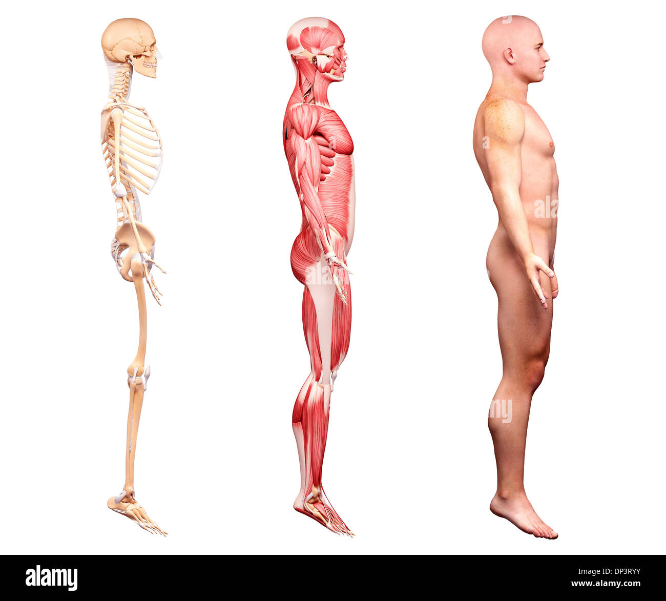Anatomia maschile, artwork Foto Stock