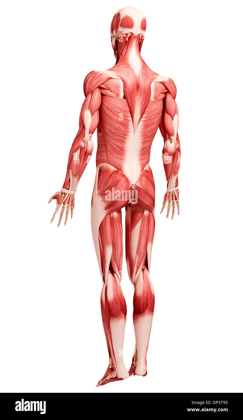 Muscolatura umana, artwork Foto Stock