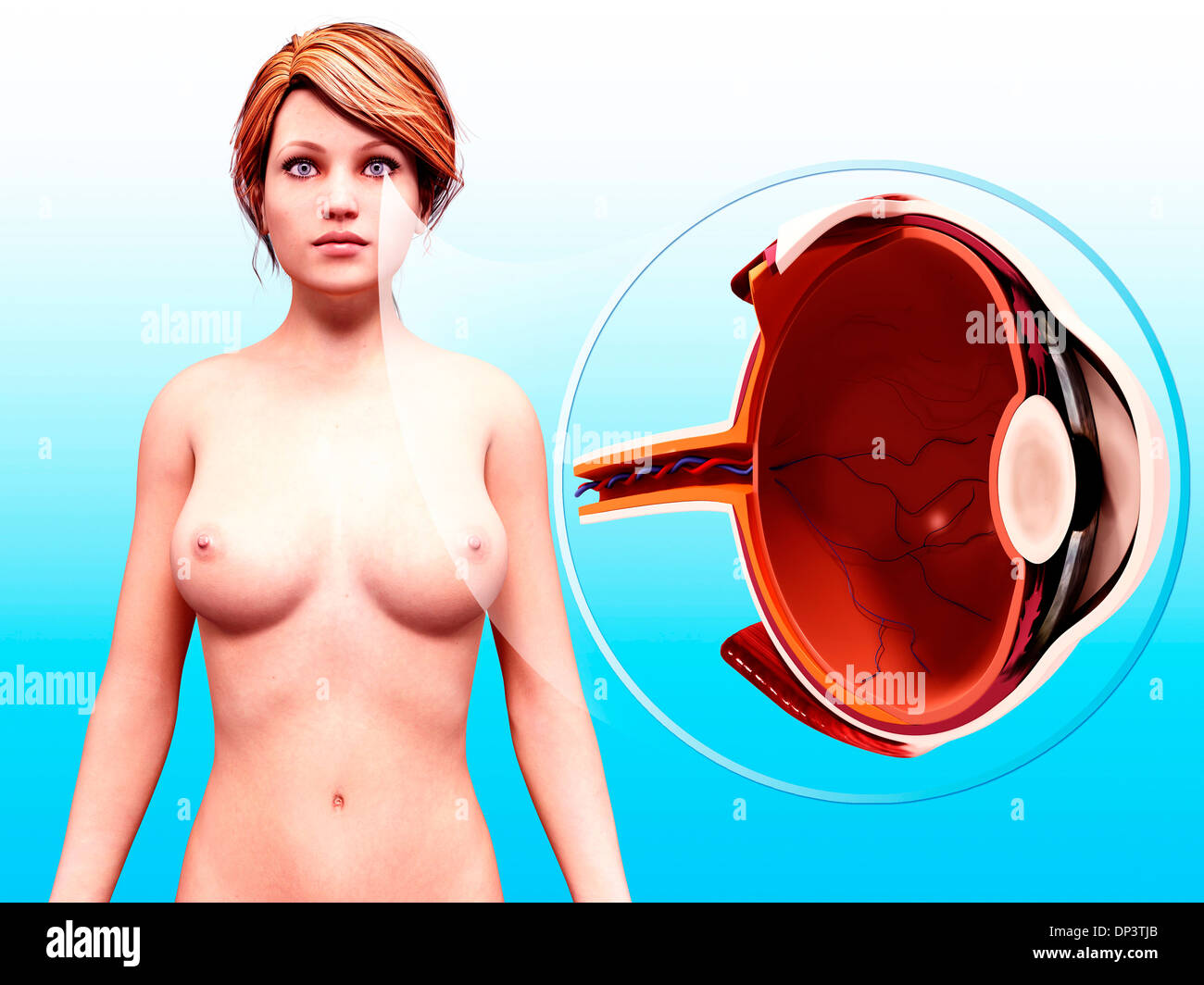 Occhio umano anatomia, artwork Foto Stock