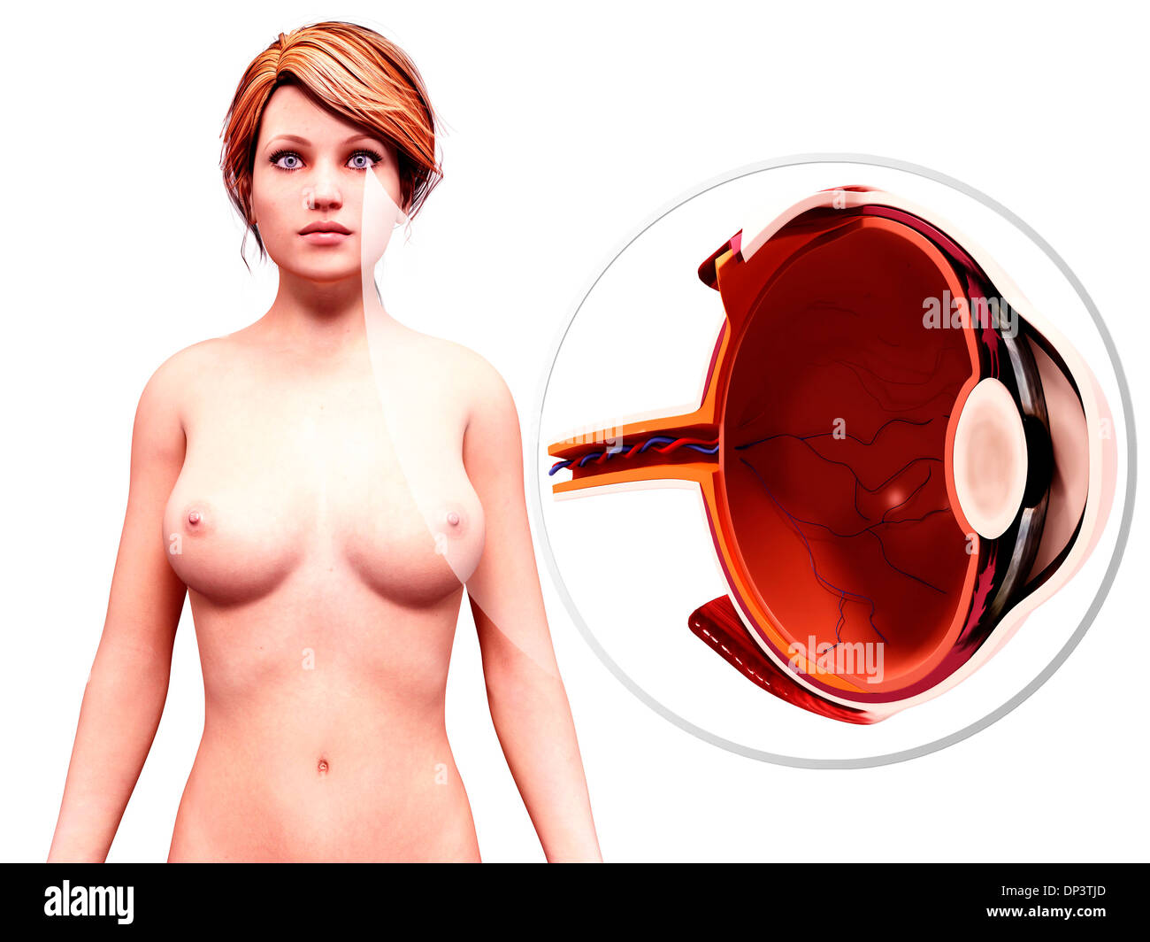 Occhio umano anatomia, artwork Foto Stock