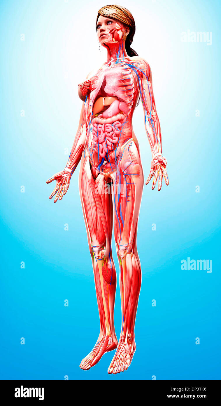 Anatomia femminile, artwork Foto Stock