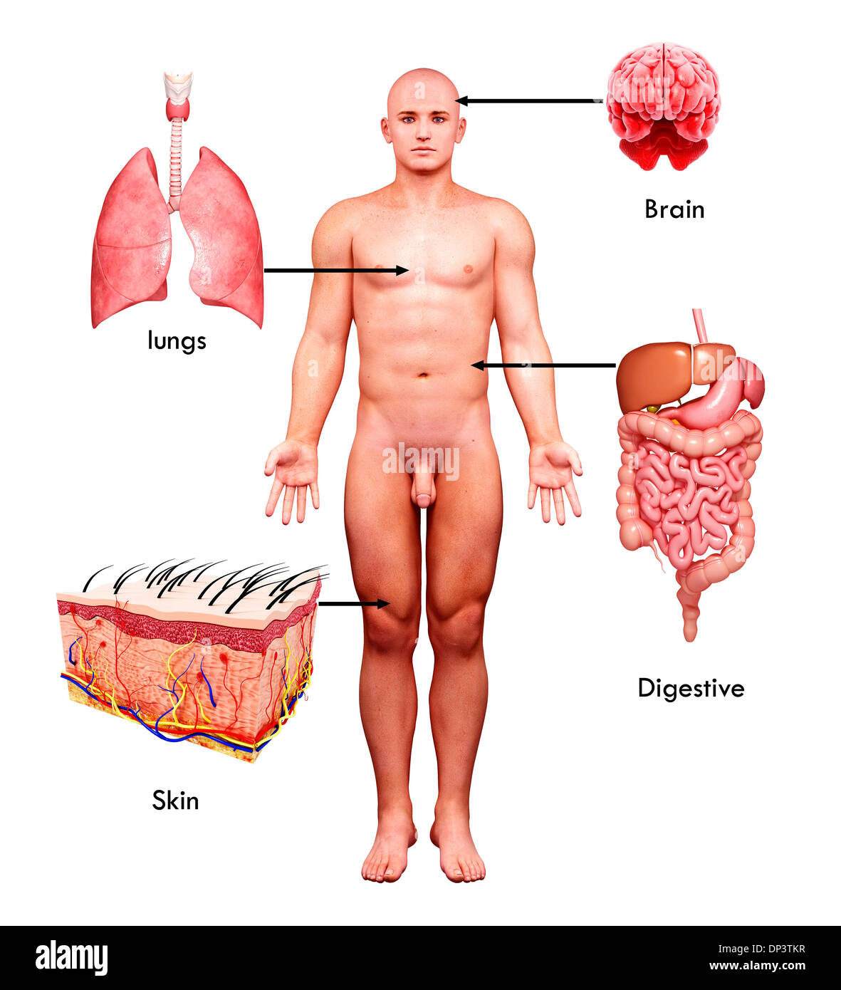 Anatomia maschile, artwork Foto Stock