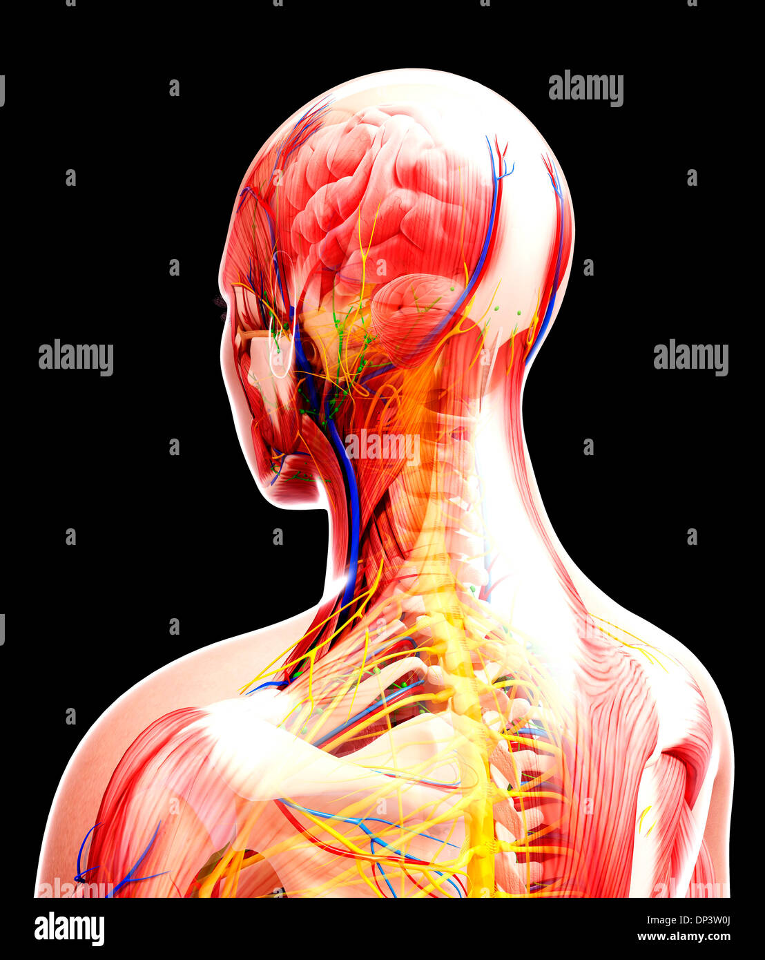 Anatomia Umana, artwork Foto Stock